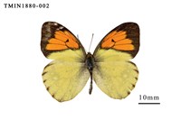 藏品(異粉蝶)的圖片